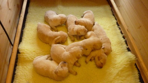 Labrador Puppies at 12 days old