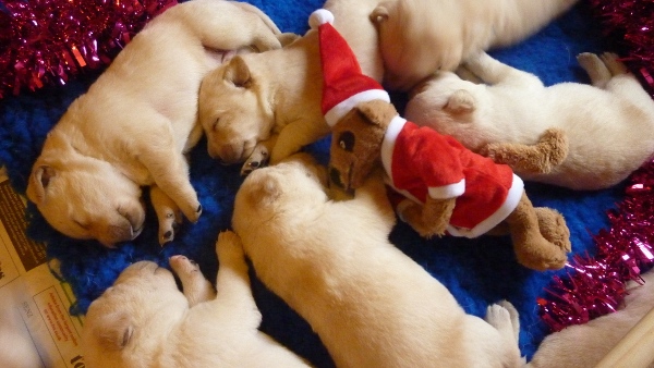 Labrador Puppies on Christmas Day
