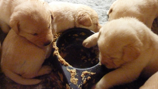 how much to feed a 12 week puppy kimbajak labradors puppies how much to feed a 12 week puppy kimbajak labradors puppies