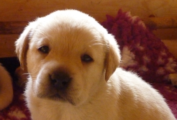 Month Old Labrador Puppy
