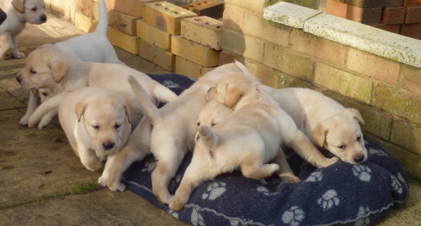 Labrador Puppies on the Patio
