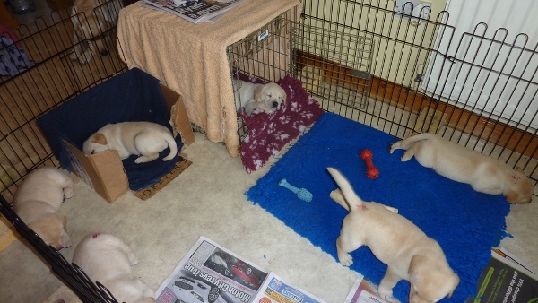 5 Week Old Labrador Puppies