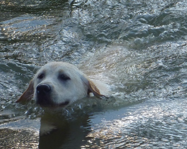 Labrador Puppy Kimbajak Star Dust Swimming