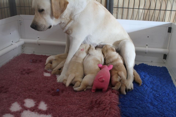 Bella with her litter of puppies