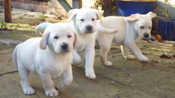 Kimbajak Labrador Puppies Ready for New Homes