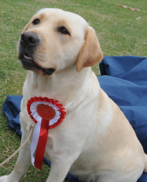 Heckington Agricultural Show Labrador Dog Show