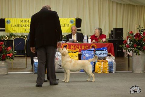 Labrador Kimbajak Libby at Midland Counties LRC Contest of Champions