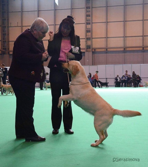 Labrador Kimbajak Libby at Crufts Dog Show 2016