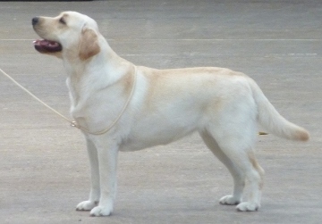Labrador Carpenny Mikki at Kimbajak