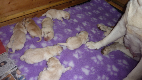 Labrador, Carpenny Mikki at Kimbajak and her newly born puppies 