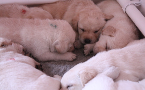 Labrador Kimbajak Puppies 23 days old