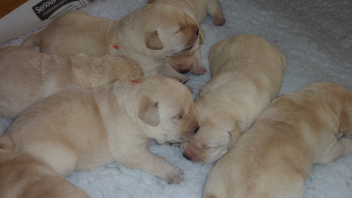 Labrador Kimbajak Puppies Seven Days old