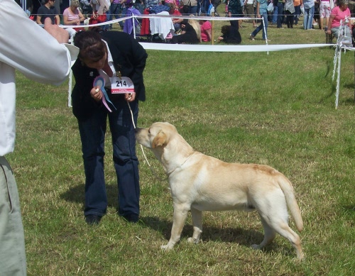 Buxton the Labrador at Honley Show