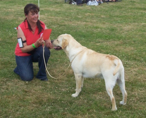 Buxton winning best AV Gundog Puppy at Derbyshire Countryside Show
