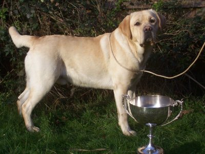 Teddy with his Trophy from Midland Counties Labrador Retriever Club