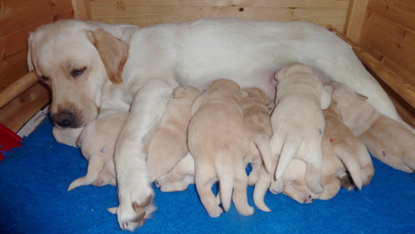 feeding a lab puppy