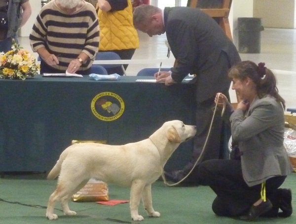 Best in Show Labrador Puppy Bitch Kimbajak Bella Giola