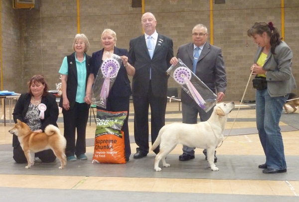 Reserve Best in Show Labrador Puppy Kimbajak Bella Giola