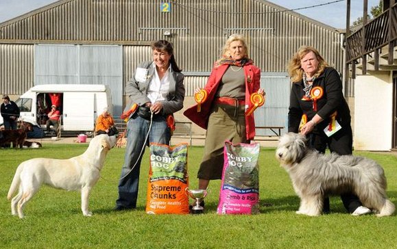 Best Puppy in Show Labrador Puppy Kimbajak Bella Giola