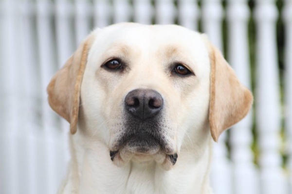 Bella - Best of Breed Labrador Hers and Essex Border Canine Society April 2015