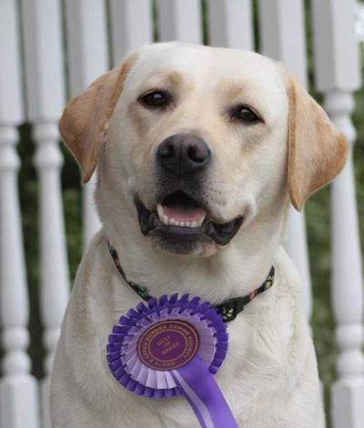Bella - Best of Breed Labrador Hers and Essex Border Canine Society April 2015