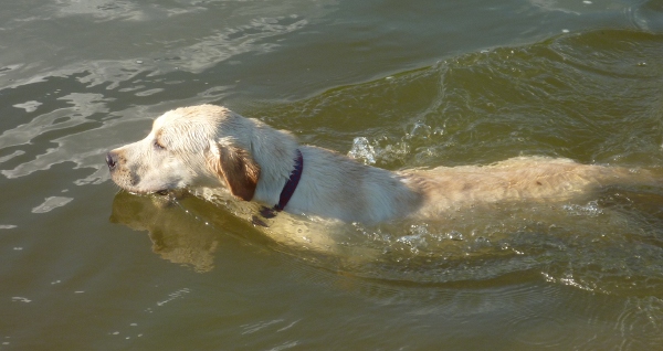 Labrador Puppy Kimbajak Star Dust Swimming