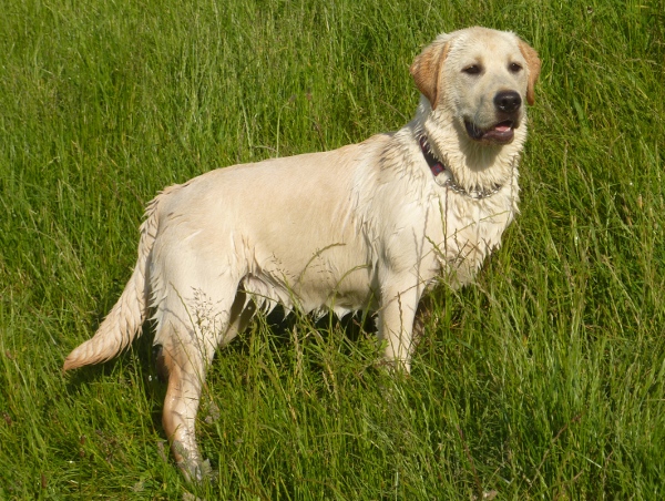 Labrador Puppy Kimbajak Star Dust Swimming