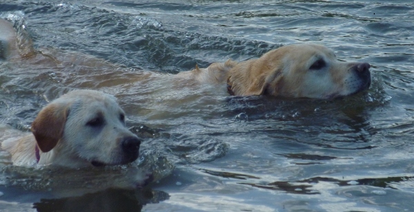 Labrador Max Swimming with puppy Dusty