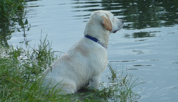 Labrador Carpenny Bella Giola