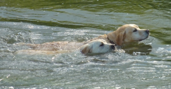 Labrador Max Swimming with puppy Dusty