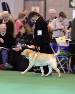 Labrador Allenies Match Maker at Crufts 2009