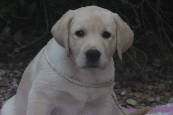 Kimbajak Labrador Retriever