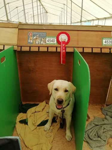 Labrador East of England Dog Show