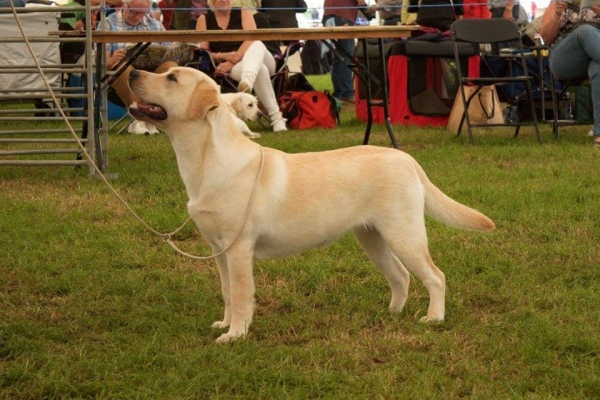 Labrador East of England Dog Show