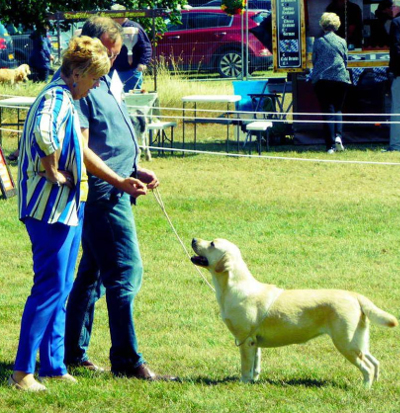 Labrador Leeds Championship Show