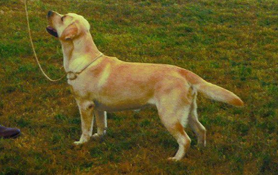 Labrador Leeds Championship Show