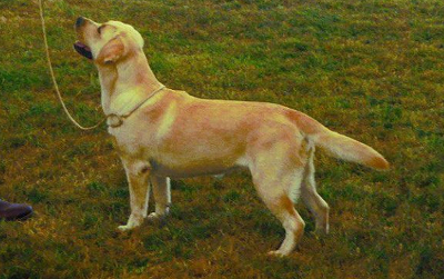 Labrador Leeds Championship Show