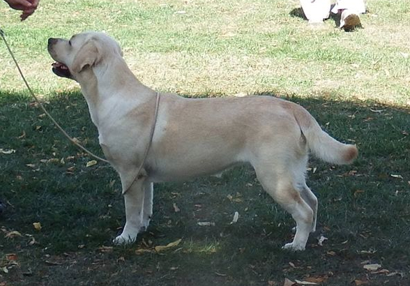 Labrador National Gundog Association