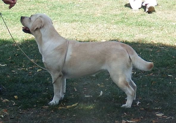 Labrador National Gundog Association