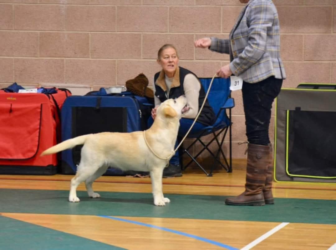 Labrador Kimbajak Precious Princess