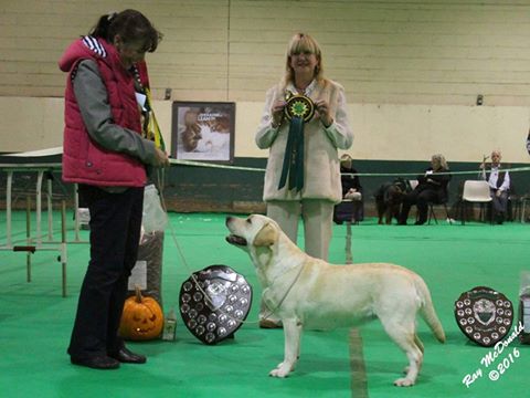 Best in Show Labrador Puppy Kimbajak Bella Giola