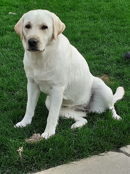 Labrador Retriever Kimbajak Jackpot