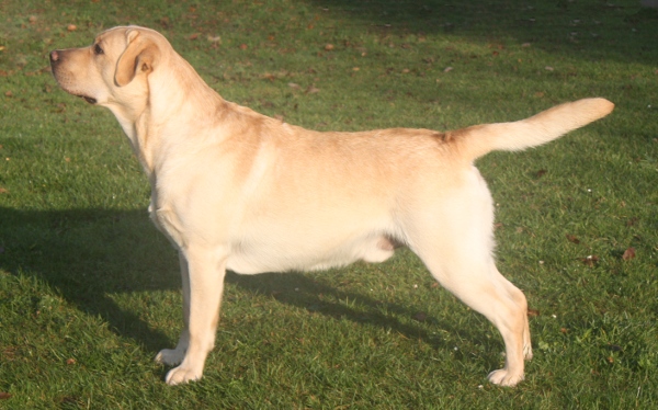 Kimbajak Labrador Retriever Buxton at Kimbajak November 2011