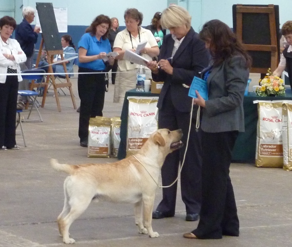 Labrador Retriever Suttonpark Buxton at Kimbajak winning at Cotswold and Wyevern Labrador Retriever Club