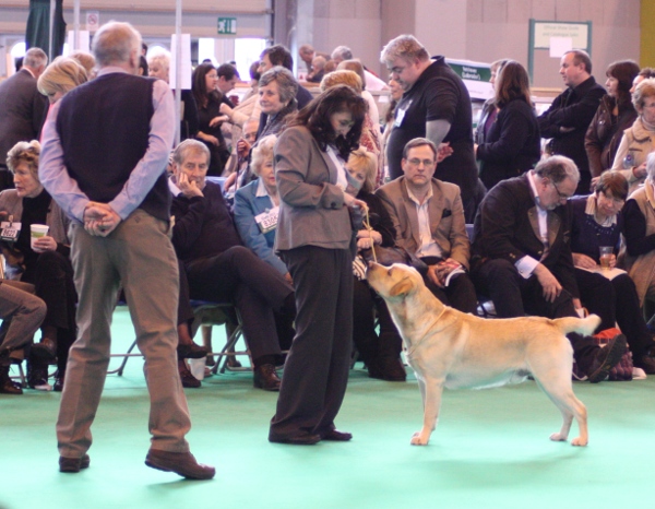 Crufts Labrador