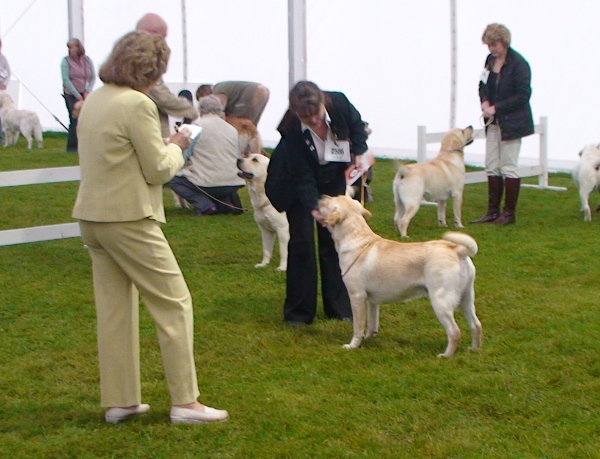 Buxton Winning Junior Class at Driffield Championship Show