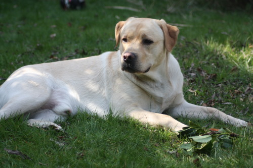 Labrador Suttonpark Buxton Enjoying the Spring Sunshine