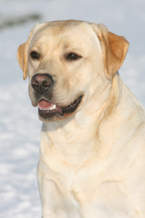 Labrador Suttonpark Buxton In the Snow