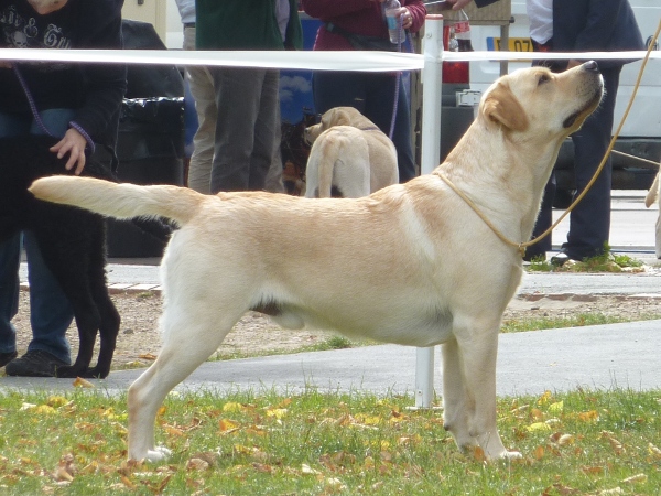 Labrador Retriever Suttonpark Buxton at Kimbajak competing at the United Retriever Club Championship Show 2011