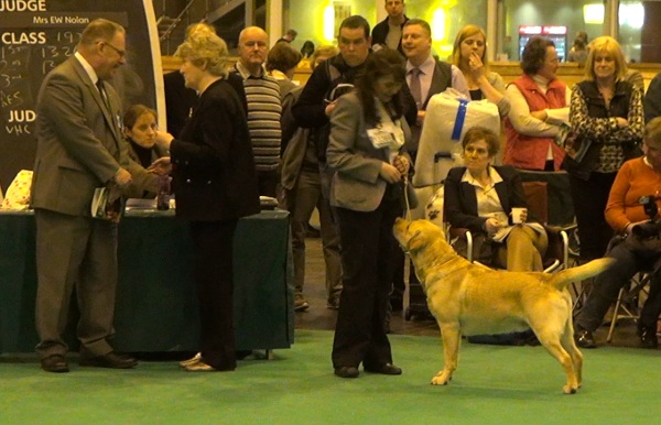 Kimbajak Labrador Retriever Buxton competing for the dog CC Crufts 2013